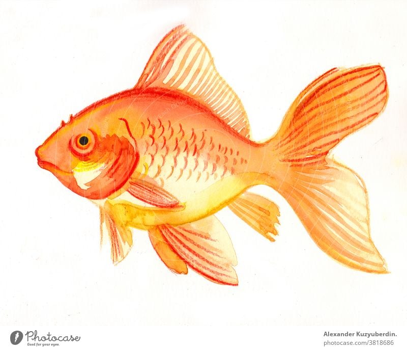 Golden fish on white background. watercolor painting animal pet gold golden aquarium nature art artwork drawing illustration sketch