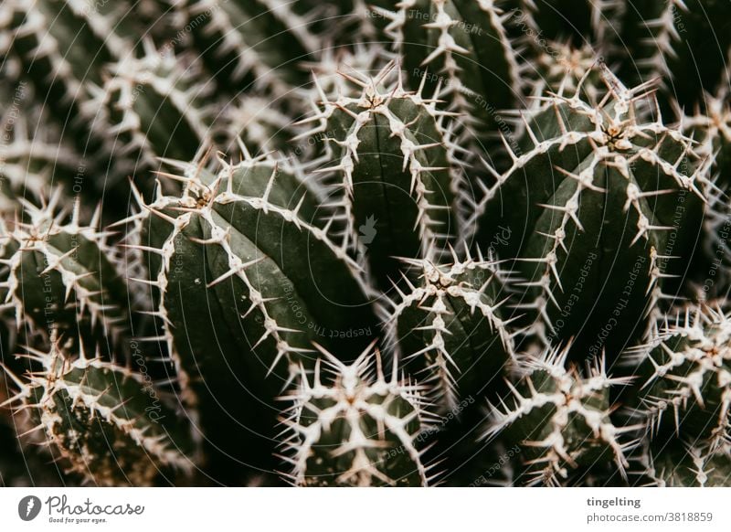 cacti Cactus prickles Close-up Dark green Beige White Copy Space Pierce Dangerous Nature plants