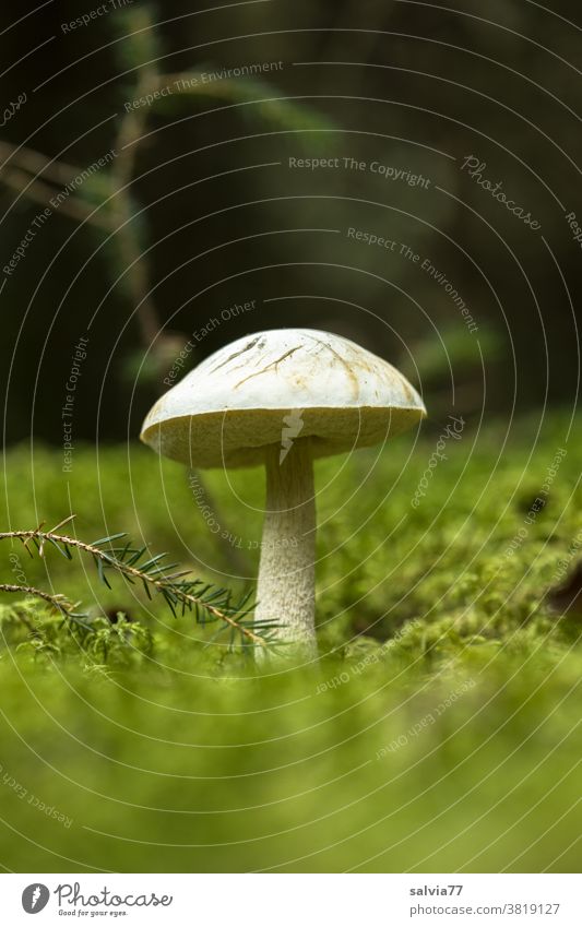 Mushroom in moss Forest Woodground Moss Nature Plant Autumn Worm's-eye view Green Close-up Shallow depth of field Deserted Mushroom cap Growth Copy Space top