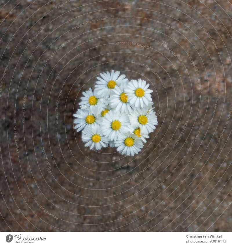 Small round daisy bouquet on natural stone, seen from the bird's eye view Daisy Bouquet Happiness Nature Summer Joie de vivre (Vitality) Inspiration Emotions