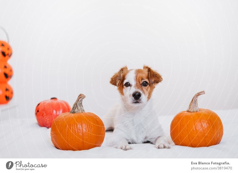 cute jack russell dog at home. Halloween background decoration in bedroom halloween indoors balloons house lovely pet nobody orange pumpkin diadem funny