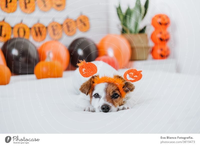 cute jack russell dog at home. Halloween background decoration in bedroom with balloons, garland and pumpkins halloween indoors house lovely pet nobody orange