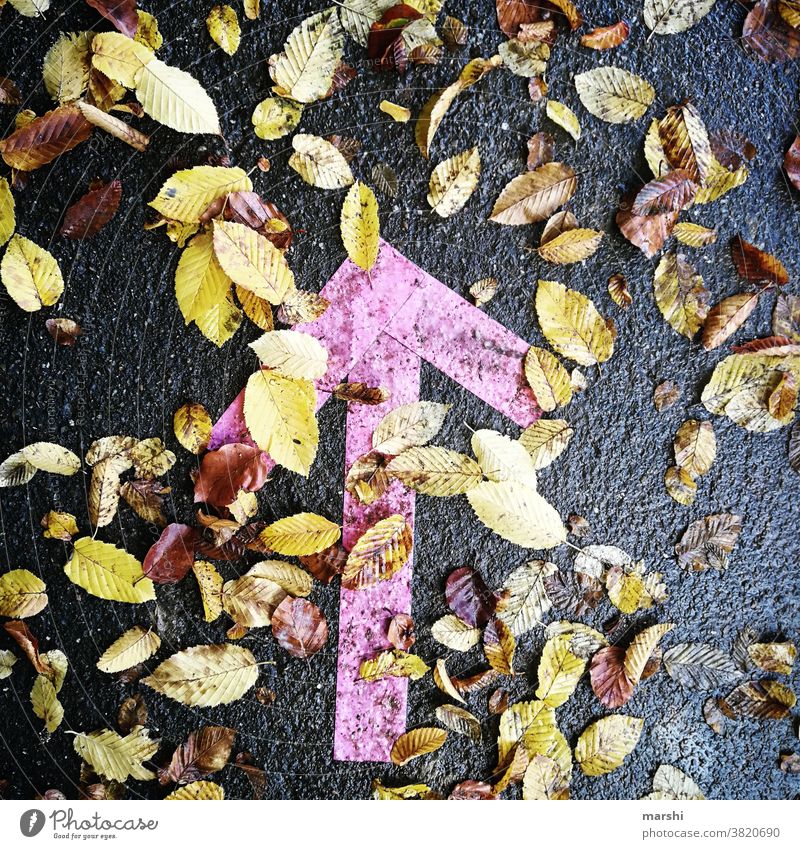 Fall 2020 | this way Arrow signposts Autumn corona gap off pink leaves Autumnal Nature out keep sb./sth. apart Distance rule detachment arrowhead