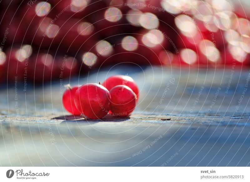 Several transparent red cranberries on an old rough wooden blue surface on a background of many red berries on a sunny autumn day. The collected red cranberries, transparent in the sun.