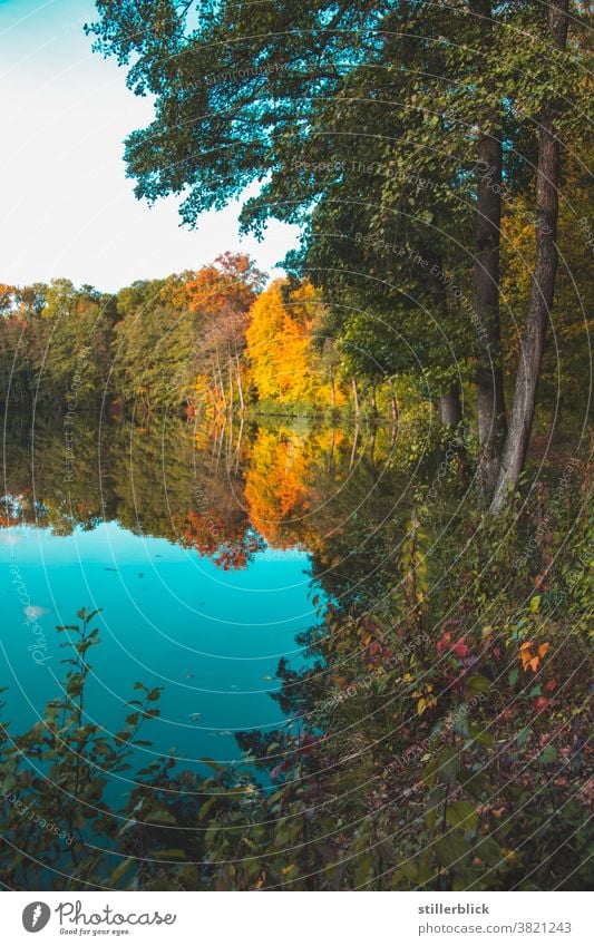 autumnally coloured trees are reflected in the blue water of the lake Autumn Lake spieglung Nature Water Exterior shot Landscape Lakeside Calm