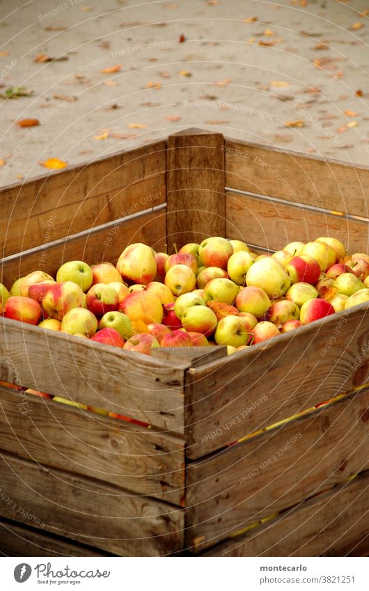 Freshly harvested apples in a wooden box Apple Fruit Organic produce Food Vegetarian diet Juice Autumn Nature naturally Juicy Sour cute Yellow Green