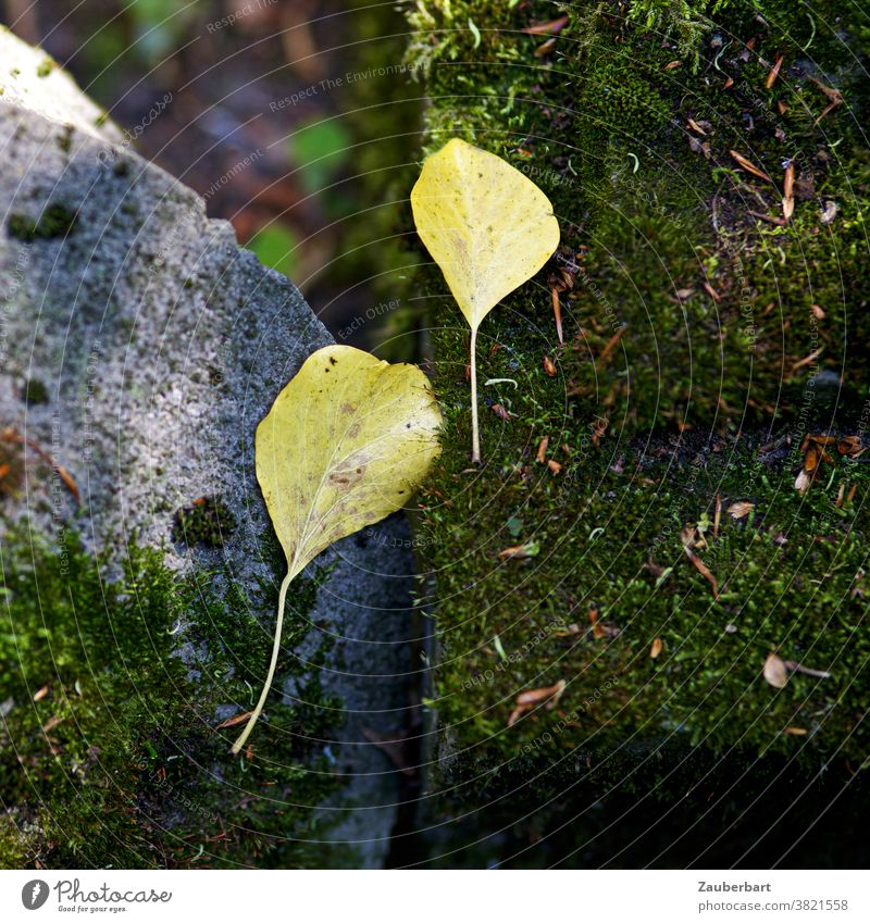 Two small yellow leaves lie in autumn on a mossy stone Leaf Yellow Autumn Couple Friendship Stone Moss melancholically sad Peaceful Nature Transience Divide