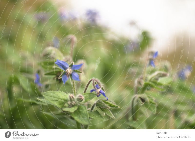 Medicinal plant borage with flowers very low depth of field Borage blossoms leaves Sky medicinal plant shallow depth of field Soft focus lens Close-up Plant