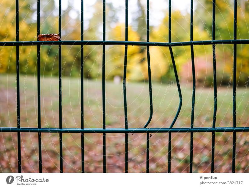 Autumn has broken out Fence Gap in the fence warped Colour photo Deserted Exterior shot Shallow depth of field Beautiful weather Light Day Garden Environment