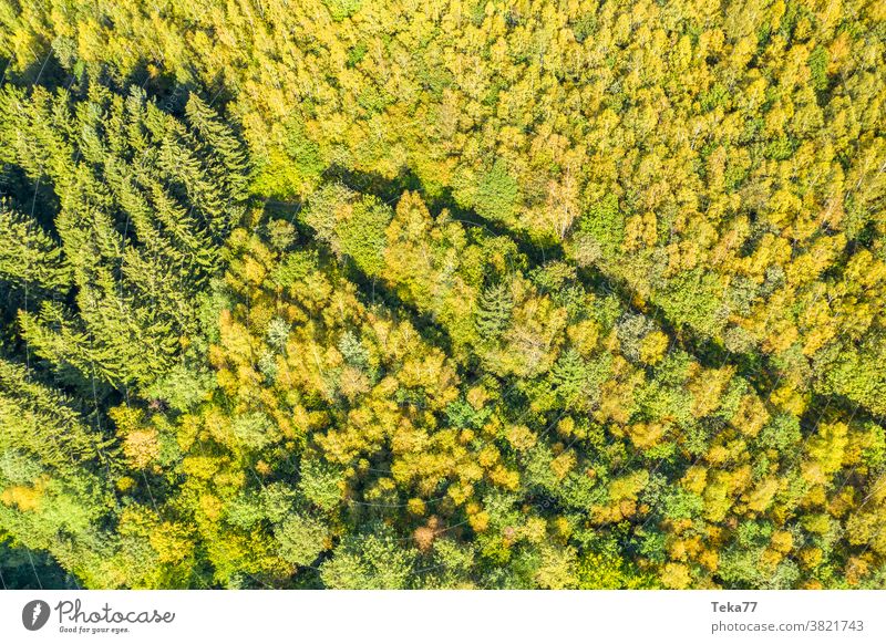 an autumn forest from above in the sun seasonal forest sunny tree trees mixed forest
