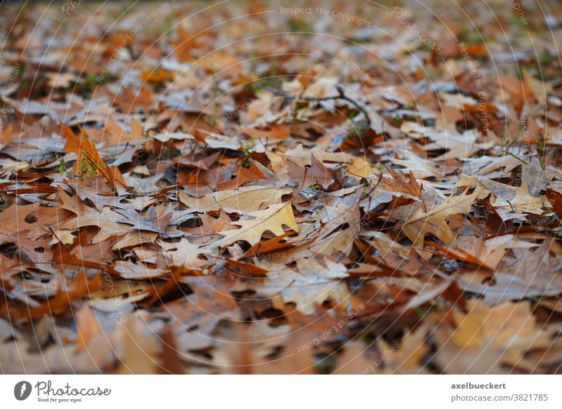 Autumn leaves Background Leaf Autumnal Nature background Ground Covered Woodground foliage Brown Autumnal colours Background picture Shallow depth of field