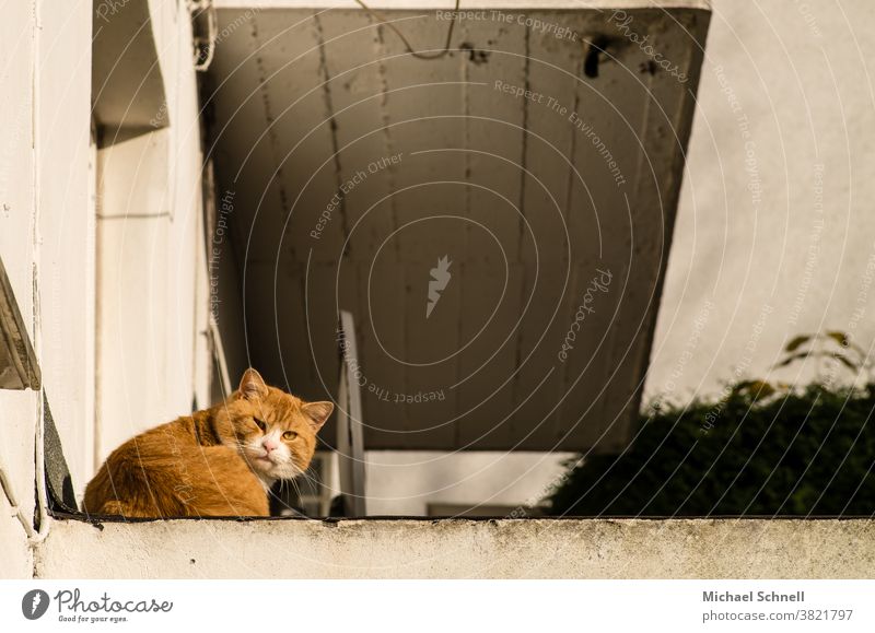 Cat with reddish fur sits on a wall directly at the house One animal pets Pelt Wall (barrier) suspicious Mistrust Disruptive element disruptive tranquillity Red