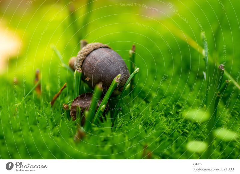 Acorn in the nature in the green moss acorn autumn closeup macro plant seed food fall grass fresh outdoors detail