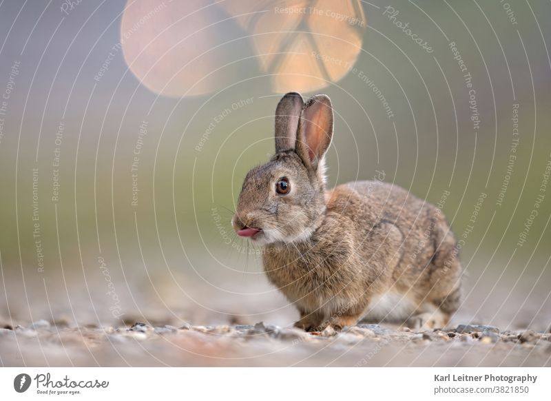 Wild Rabbit wild rabbits Tongue Light furry Funny wittily Hare & Rabbit & Bunny cute Pelt Eyes rodent Gravel stones ears Green Brown Viennese wilderness