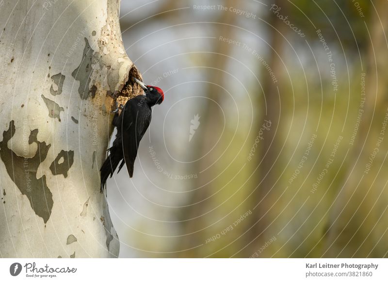 Black Woodpecker (Dryocopus martius) Knock Tree cave Red Head youthful black woodpecker Above Flying Viennese wilderness vienna wildlife nature vienna
