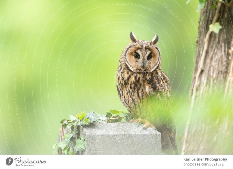 Long-eared owl (Asio otus) Cemetery Viennese wilderness vienna wildlife long eared owl Forest tree vienna nature wildlife vienna feathers Brown plumage eyes