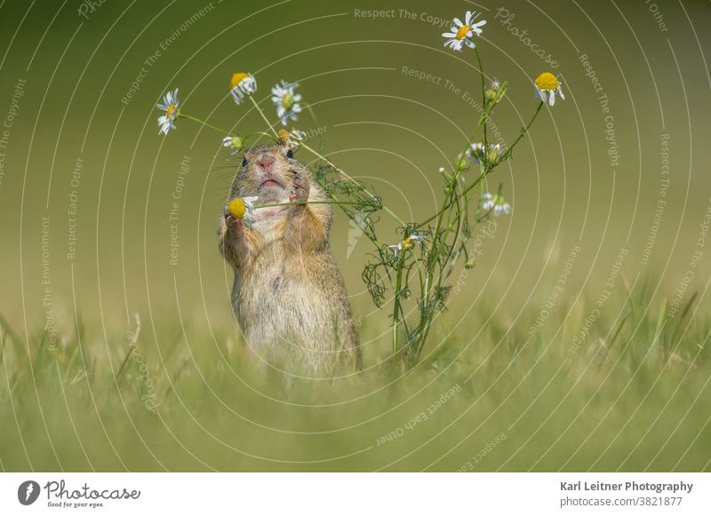 Gopher Marmot Brown Green Rodent Mammal Flower meadow flowers Yellow furry Funny Lovely cute threatened shy Small Hollow