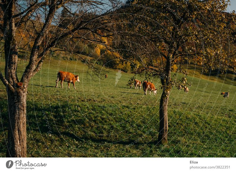 Cows in the pasture cows Agriculture Willow tree Grass sunshine Meadow Cattle trees Ecological Herd