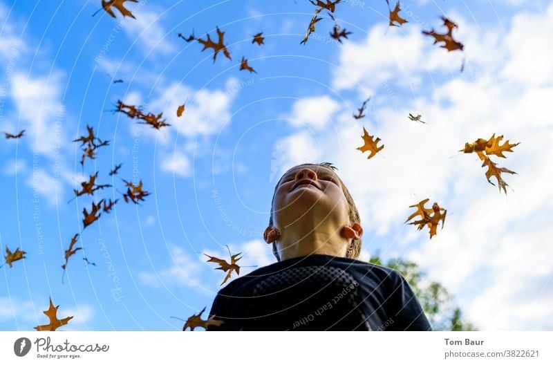 It's raining leaves Autumn leaves Child Boy (child) look up to the sky Blue sky Worm's-eye view Oak leaf leaves fall Autumnal autumn atmosphere Joy
