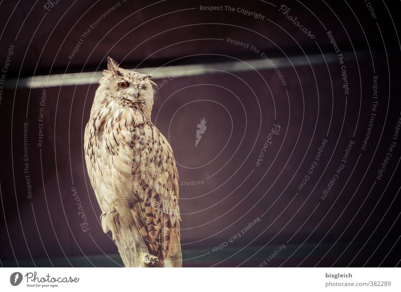 eagle owl Wild animal Bird Owl birds Eagle owl 1 Animal Looking Sit Brown Attentive Watchfulness Serene Patient Calm Wisdom Colour photo Exterior shot Deserted