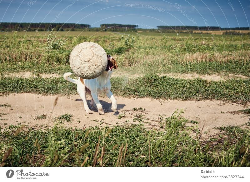 Happy dog play with ball in the field in summer day happy run russel jack pet terrier cute small action grass agile nature outdoor green scene puppy young brown