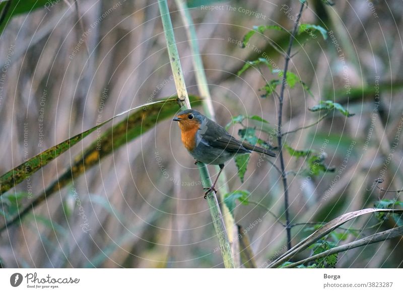 Robin in the reeds Robin redbreast Bird Animal Nature Exterior shot Wild animal Animal portrait Colour photo Red Environment Cute Looking Close-up Day Small