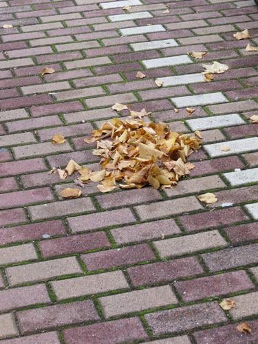 Small pile of leaves on a parking lot Autumn Heap Leaf Exterior shot Autumn leaves Day Autumnal colours Nature Deserted Colour photo Early fall Change