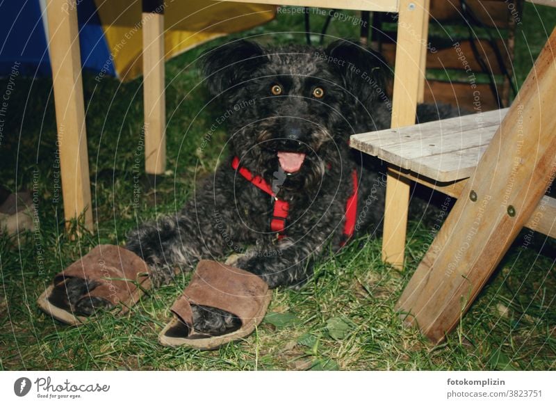 black dog with awake bizarre look and big sandals at the paws Animal portrait Whimsical Pet dogs Dog Love of animals dog love human man with animal