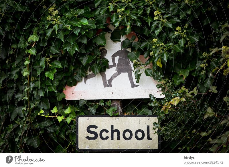 Careful! School! overgrown, English traffic sign, traffic-calmed area in England, safety for pupils on the way to school. Road sign Ivy school closure
