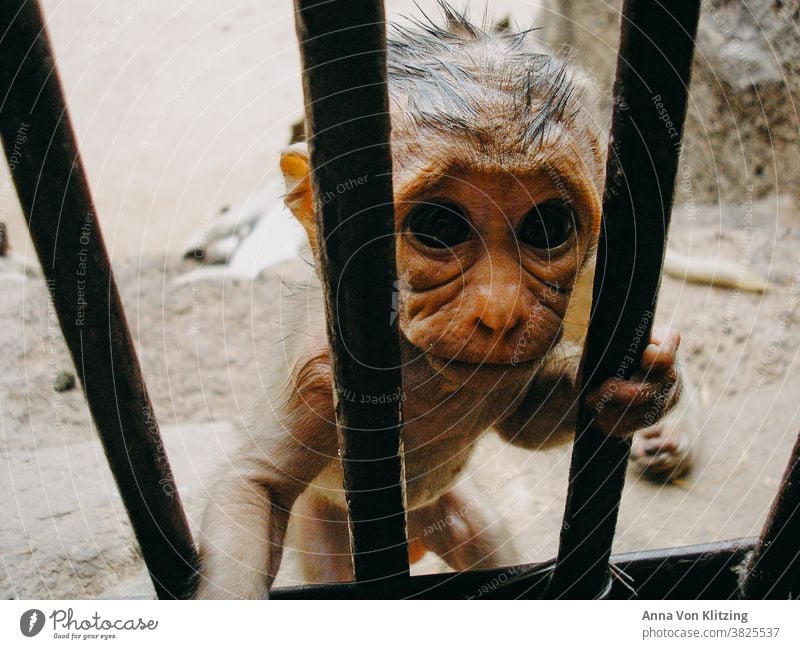 Apes behind bars Baby monkey crease wrinkled penned Fuzz Monkey Boys Cute exotic animal Animal Child no people Animal child sad compassion Animals in captivity