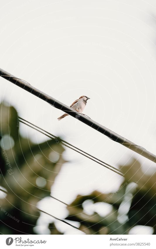 A sparrow bird over a electric wire with a white background minimalism animal line up high air wing simple concept decoration dramatic beauty power lonely
