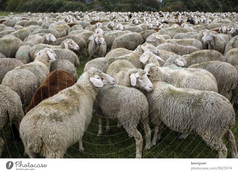 Flock of sheep in summer Herd Willow tree Farm Animal Lamb Wool Landscape Nature group Livestock Agriculture Mammal rural Sheep tree gape green hills out
