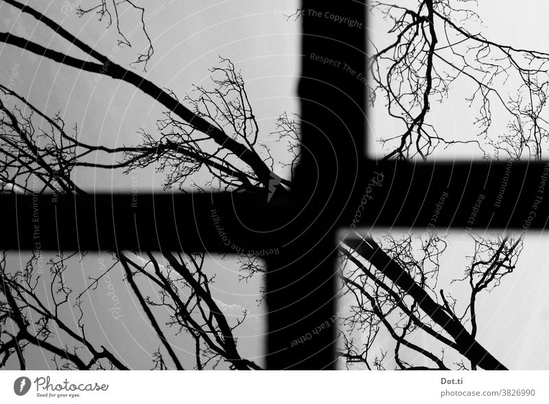 window cross Window transom and mullion Frame trees branches obliquely Black & white photo Contrast Vantage point bare trees