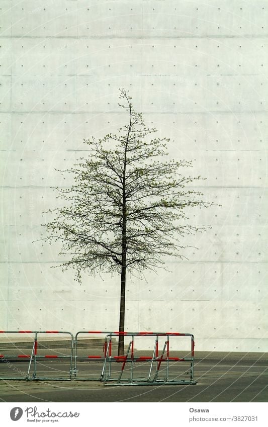 City green with barrier Tree Town Desert Tree trunk Treetop Wall (barrier) Wall (building) Facade Concrete exposed concrete concrete desert Gray Contrast