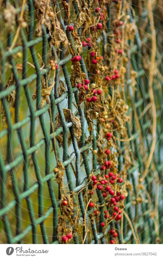 Red berries on green grid Plant Berries Berry bushes Fruit Grating Fence Nature Bushes Shallow depth of field Autumn Deserted Close-up Exterior shot