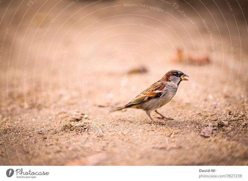 sparrow with a front sight Bird Beak Grain To feed Sparrow Ground Detail Snapshot Animal