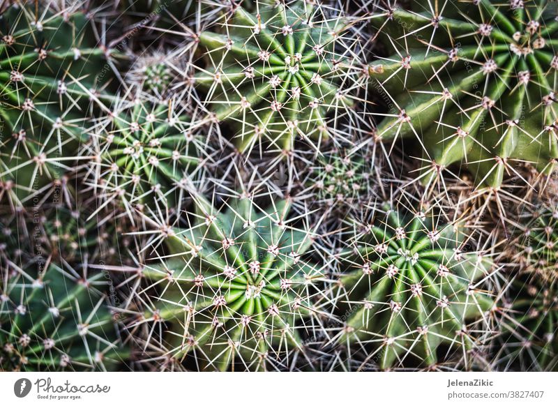 Natural cactus background nature plant green repetition abstract garden naturalism yellow-green sharp pattern blur detail overlapping horizontal alignment