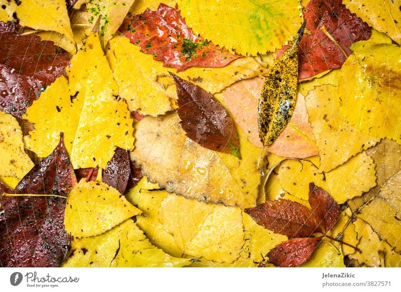 Colorful autumn background leaf nature fall frame yellow brown red green season texture design natural september wallpaper nobody plant seasonal maple surface