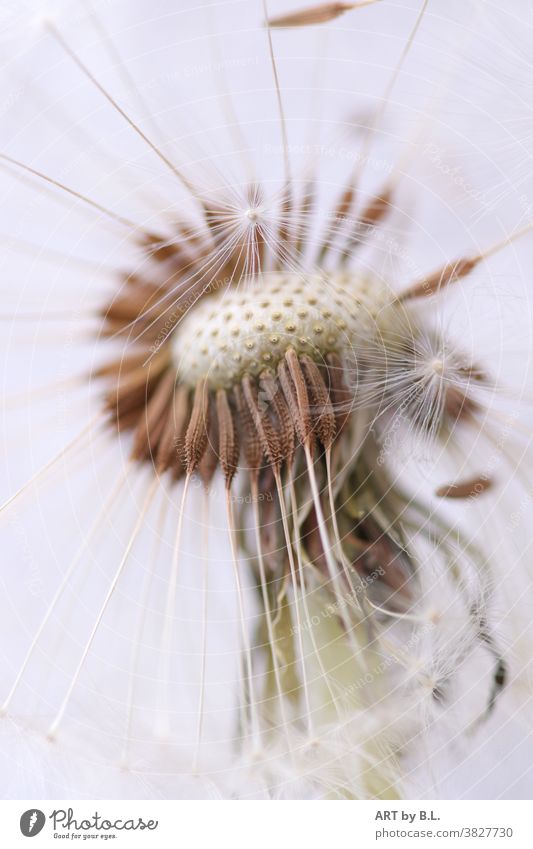 in a rush blow dandelion macro Dandelion Sámen blossomed Faded buttercup Nature Delicate Delicacy Flying fly