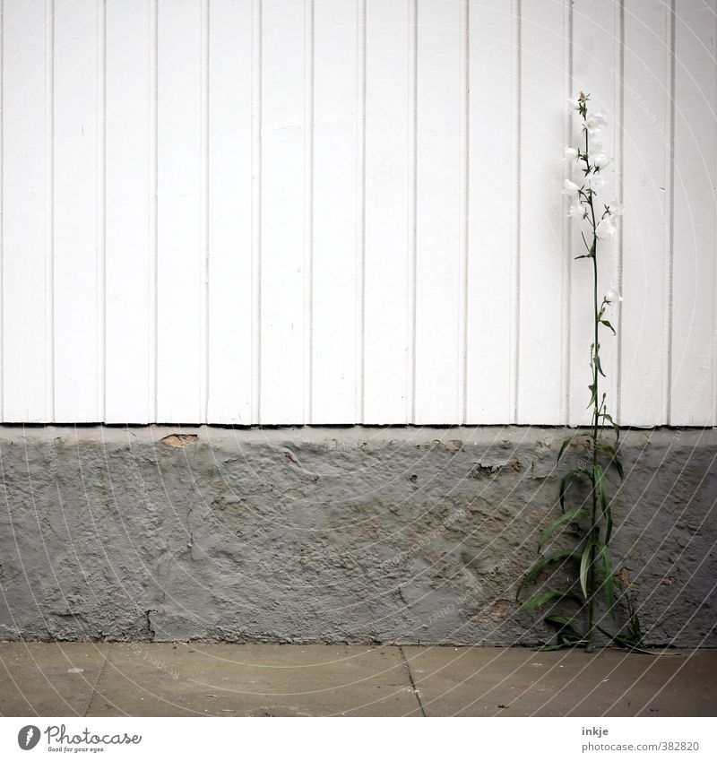 graphically | growth in construction Summer Flower Wild plant Bluebell Garden Deserted Wall (barrier) Wall (building) Facade Terrace Wooden fence Wooden facade
