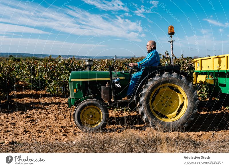 Winemaker driving garden tractor in vineyards in summer winemaker drive horticulture cultivate vehicle farm blue sky man eyeglasses horticulturist harvest