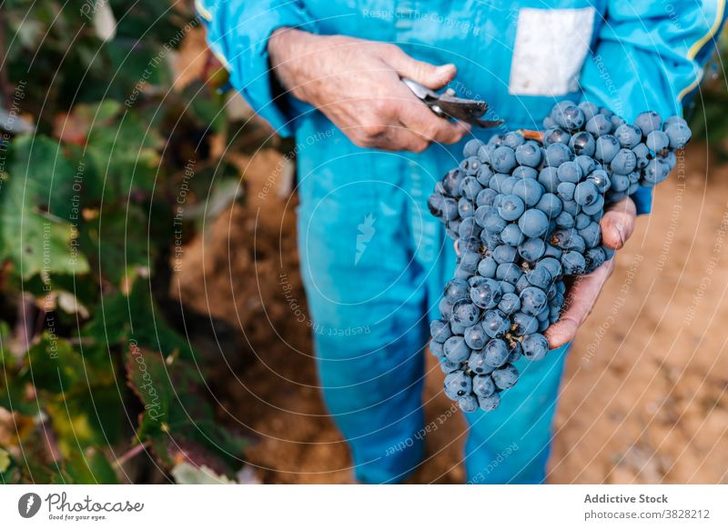 Crop horticulturist collecting ripe grapes in countryside pick bunch harvest horticulture fresh fruit vineyard man winegrower pruning shear cultivate gardening