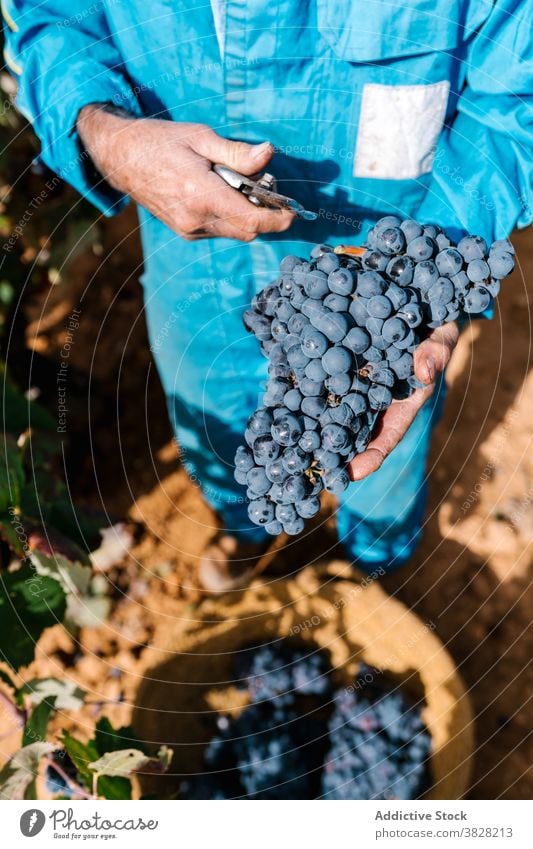 Crop horticulturist collecting ripe grapes in countryside pick bunch harvest horticulture fresh fruit vineyard man winegrower pruning shear cultivate gardening