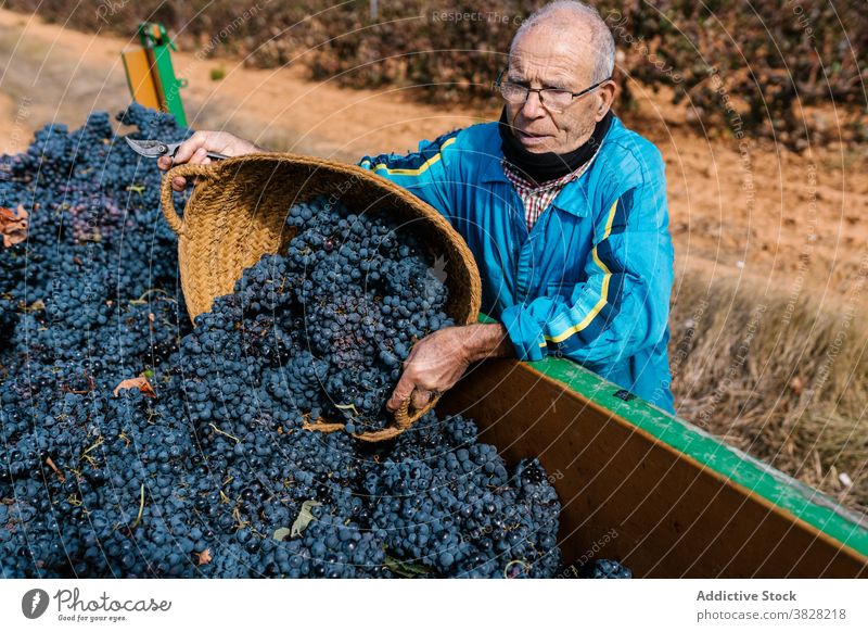 Winegrower male collecting sweet grapes in vineyard winemaker harvest abundance cultivate basket countryside man winegrower horticulture fruit fill bunch