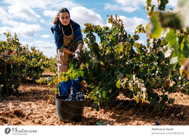 Female horticulturist collecting grapes from vines in countryside pick horticulture cultivate bucket harvest woman winemaker lean forward fill vineyard