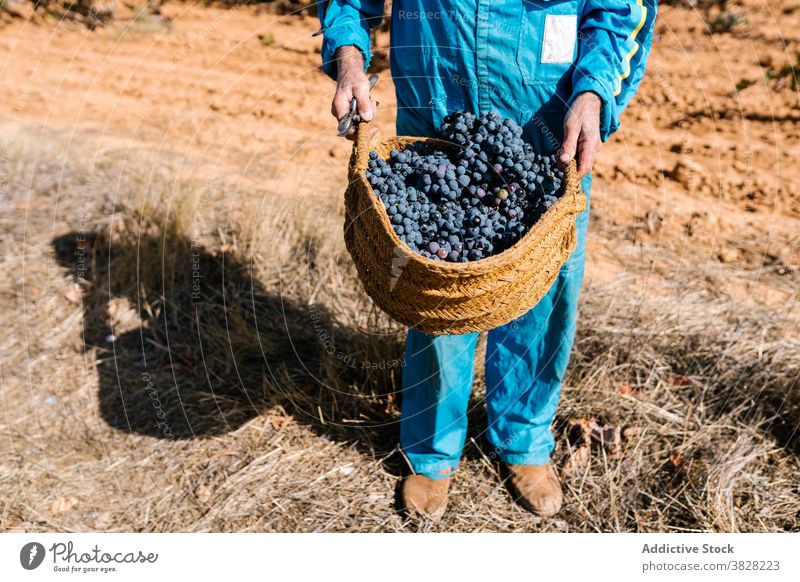 Anonymous winemaker with basket of grapes in vineyard under sky winegrower horticulture cultivate fruit harvest blue sky man cloudy walk ripe delicious tasty