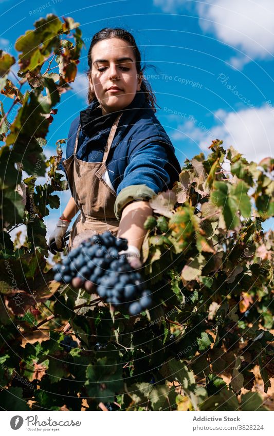 Female horticulturist collecting grapes from vines in countryside pick horticulture cultivate bucket harvest woman winemaker lean forward fill vineyard
