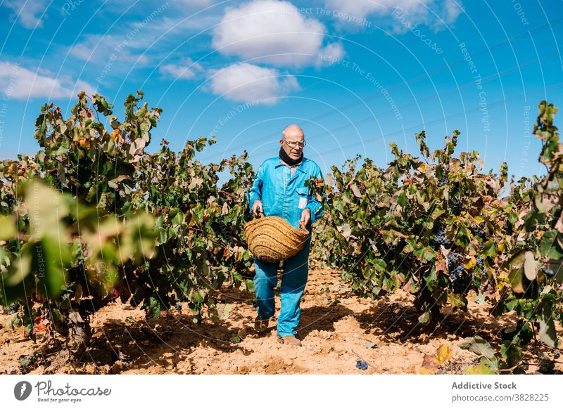 Winemaker with basket of grapes in vineyard under sky winegrower horticulture cultivate fruit harvest blue sky man cloudy walk ripe delicious tasty fresh wicker