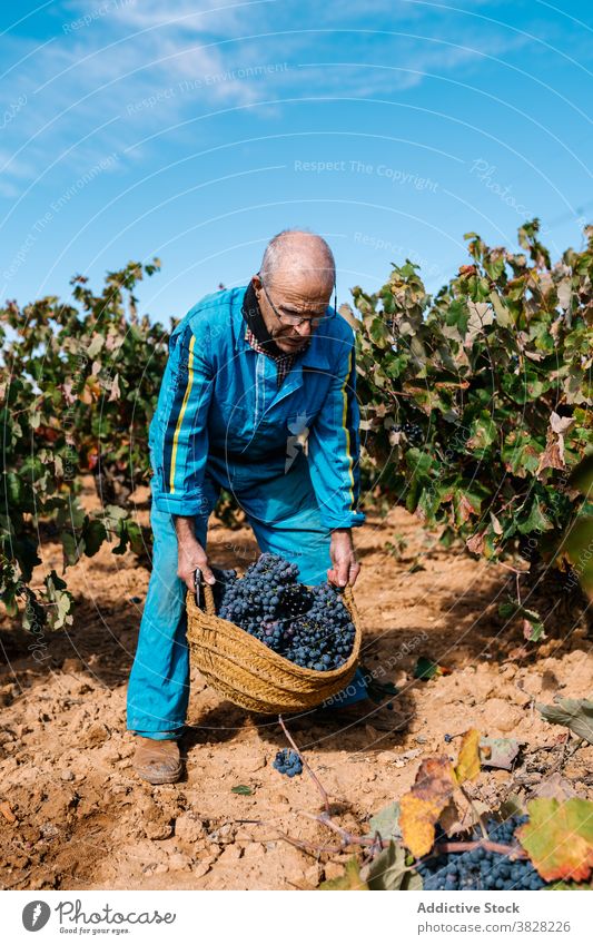 Winemaker with basket of grapes in vineyard under sky winegrower horticulture cultivate fruit harvest blue sky man cloudy walk ripe delicious tasty fresh wicker