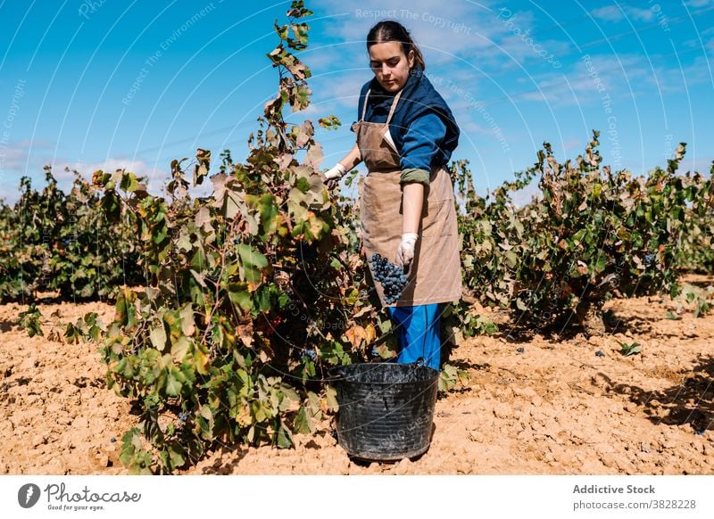 Female winemaker picking ripe grapes from vine under sky winegrower collect bucket cultivate harvest woman blue sky vineyard horticulturist horticulture